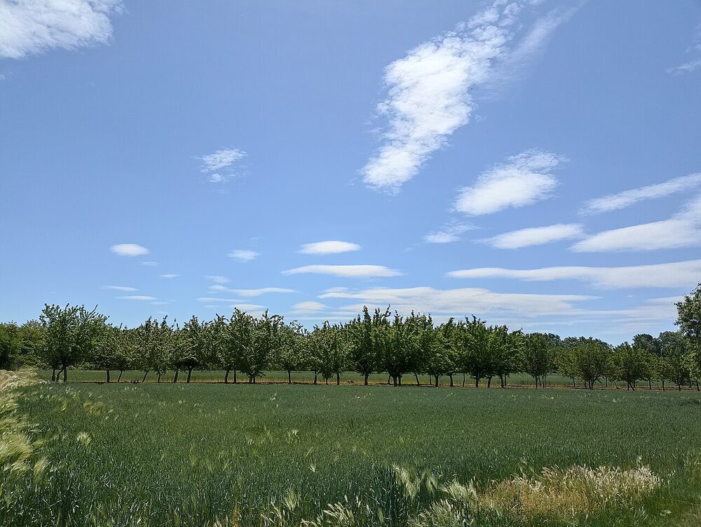 Voćnjaci