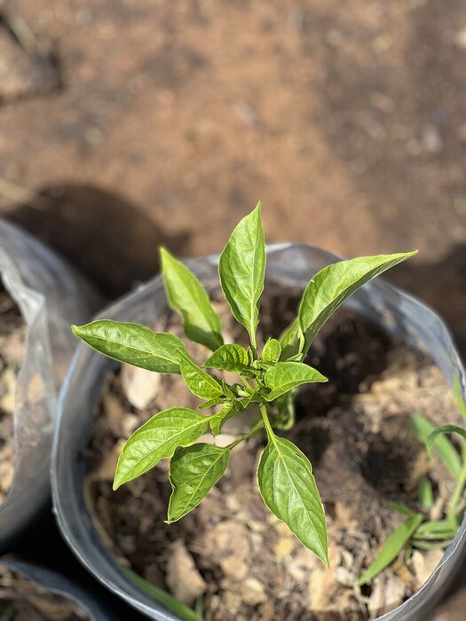 Paprika